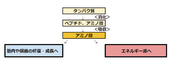 消化酵素の基本的な役割