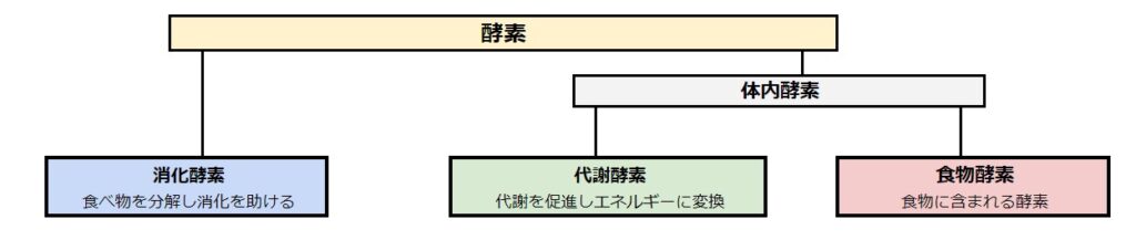 酵素の種類