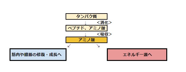 消化酵素の基本